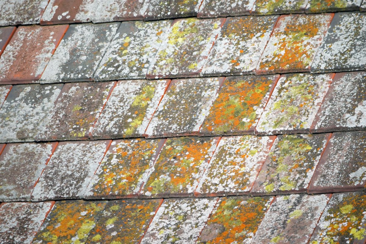 Recognize Roof Algae- Signs, Cause and ‘Affect,’ and Preventionfeatured image